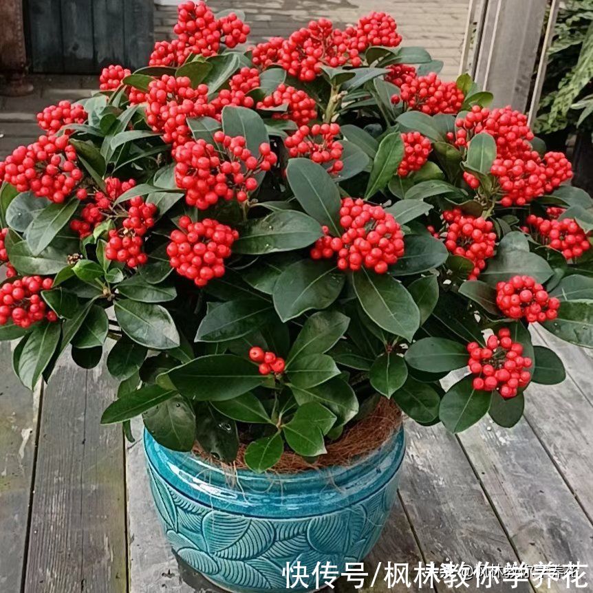 最受有钱人喜欢的6款盆栽花卉，你家有吗