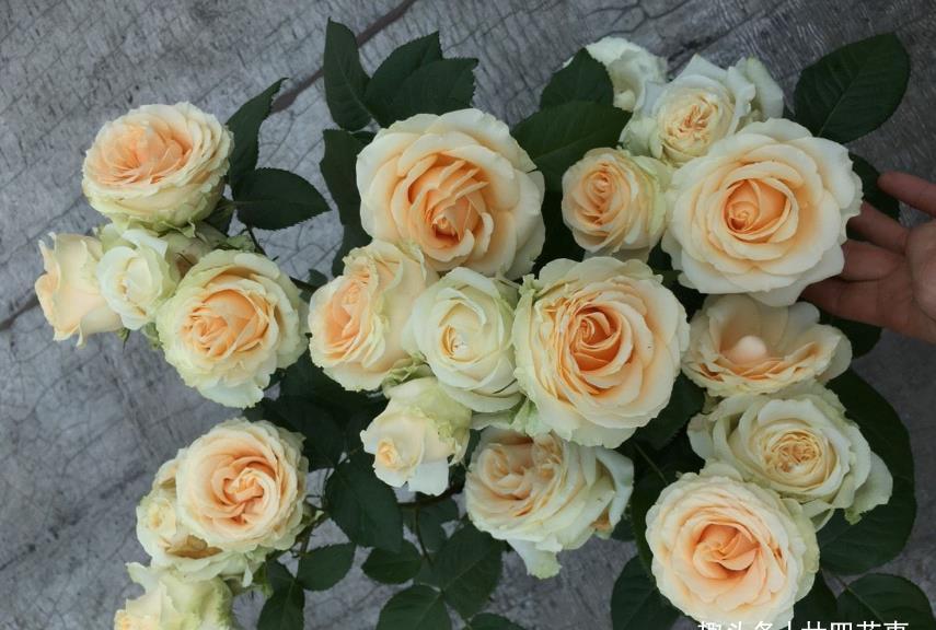 月季出现这种枝条,开花会很少,如果发现,要及时剪掉