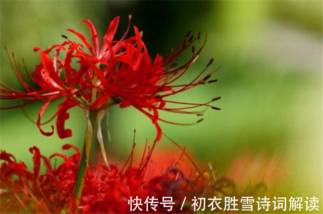 榆树皮|诗意秋草红花三首,满地红心草,凄美彼岸花