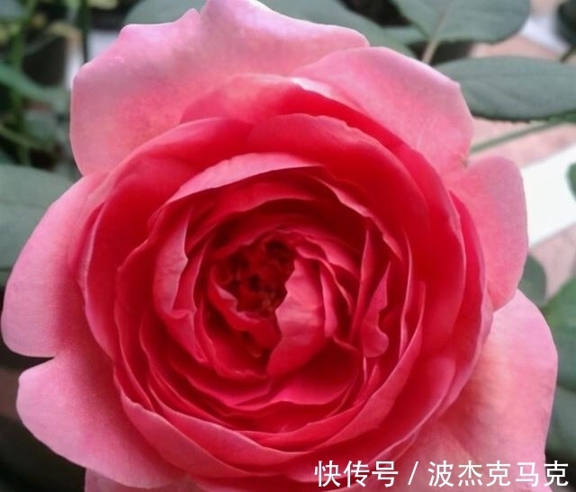 安吉拉|被淘汰掉的藤本月季，听起来很经典，实际是鸡肋