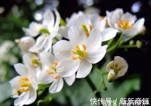 别错过这款“水晶花”，花瓣遇水变透明，单季绽放“可遇不可求”
