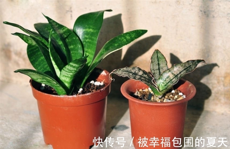 这5种植物难开花,想要赏花,该先学会“催花”小技巧