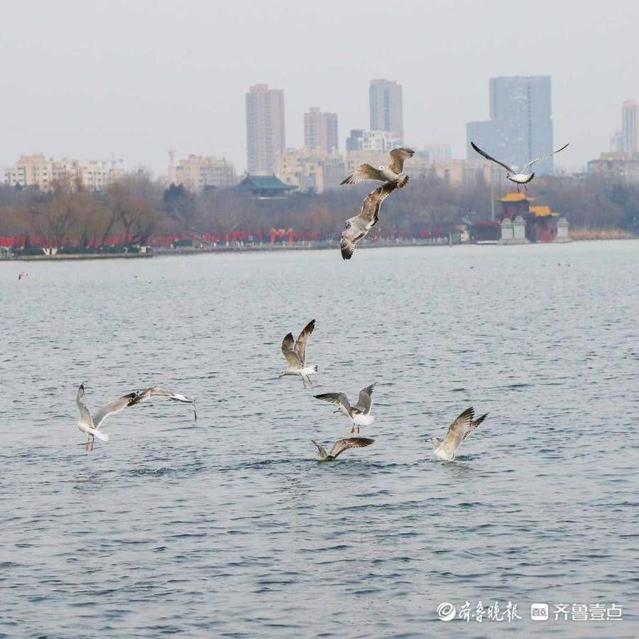 大明湖|好景山东｜海鸥打卡济南大明湖！捕鱼炫技走起