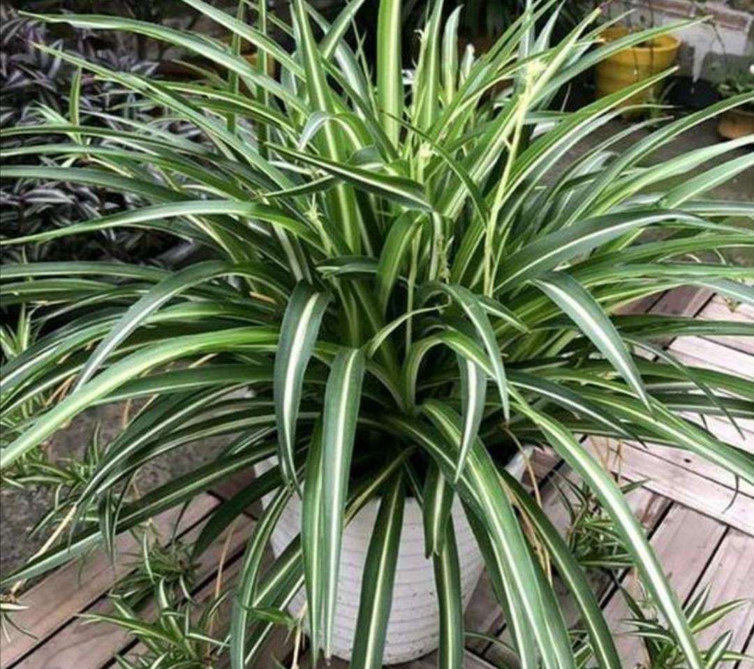 吊兰总是“干尖又黄叶”?换一个方法“种植”,漂亮好打理!试试