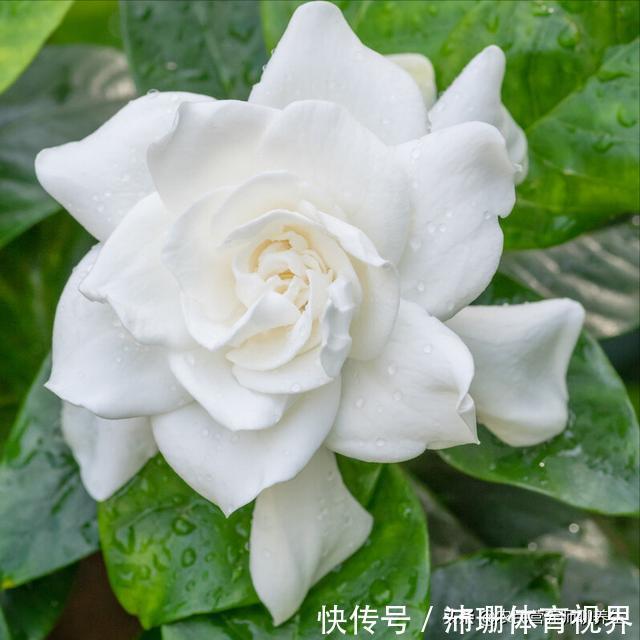 泡脚|农村枙子花你知道有啥妙用吗,煮水泡脚厉害啦,看完告诉朋友