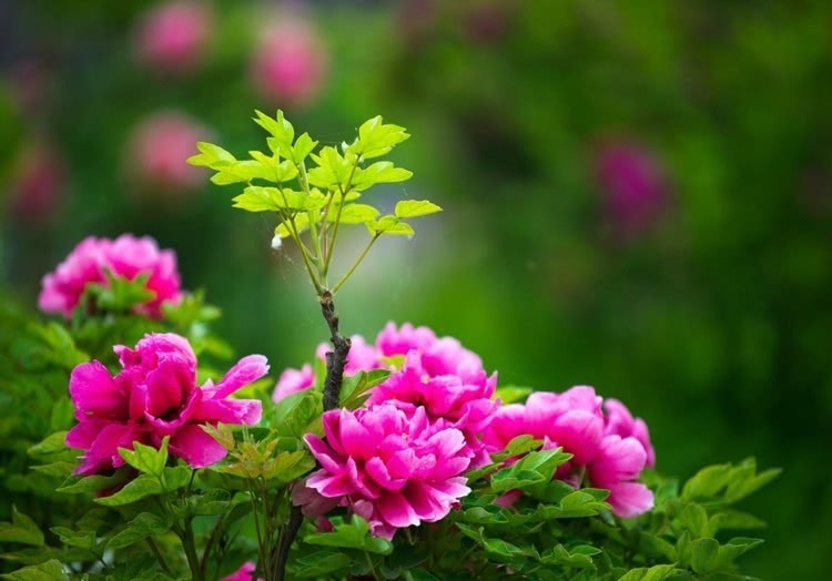 武则天|临夏牡丹与杨贵妃和武则天有关?