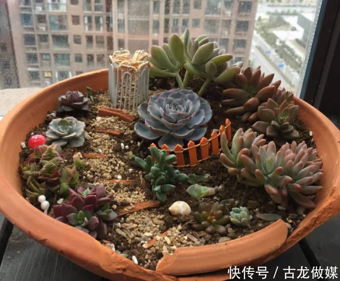 破了的菜坛子,拿来养多肉,又酷又美个性十足