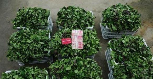 防癌|老中医说此物是防癌第一的蔬菜,被百分90的人看不起,早知早好!