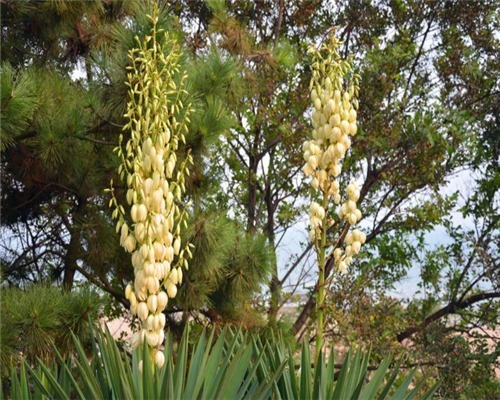 盆栽凤尾兰如何养教你3个养护凤尾兰的妙招，轻松爆盆又美观