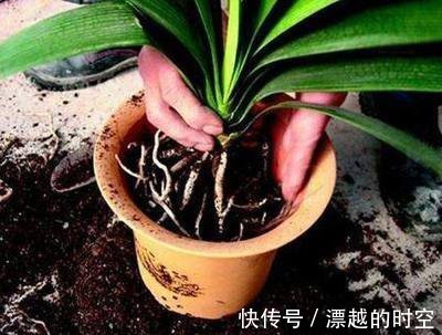 吊兰|养花加点“花生壳”,提前“多做1步”,土壤疏松肥沃,养啥旺啥