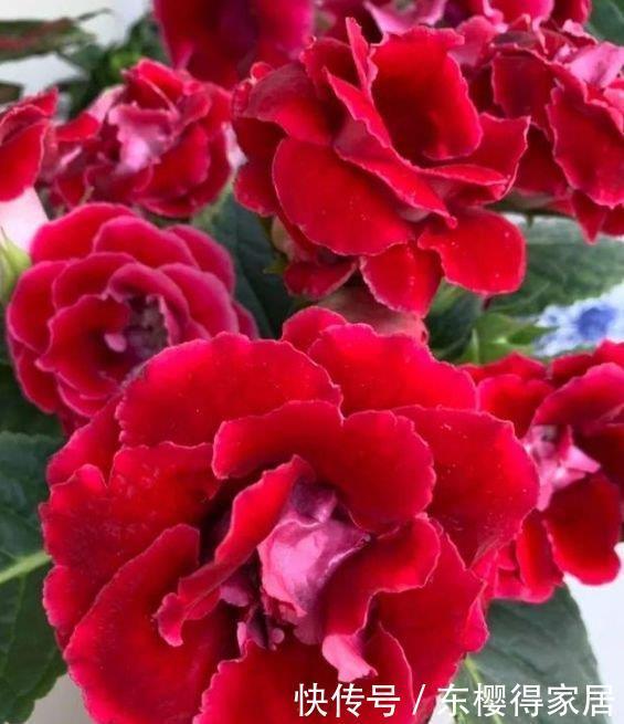 4种花美的出奇,不仅花好看,名字也好听,颜值高又好养