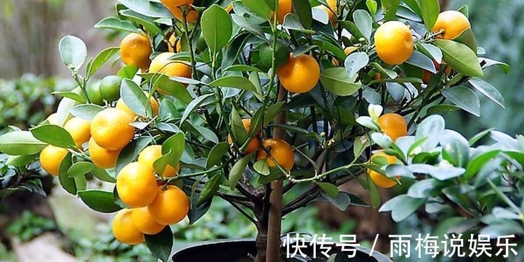 阳台|最适合阳台种植的5种盆栽水果，结果多、好养活，健康又美味！