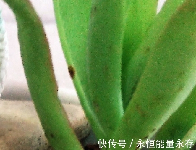 火祭繁殖生长记录,内有干货