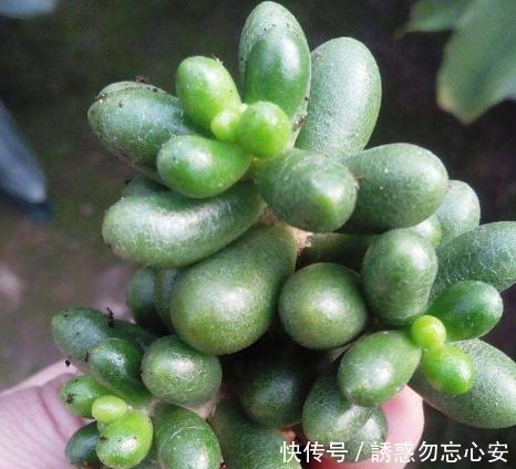 在家盆栽4款多肉要小心，它们对健康有害，需早点丢出去