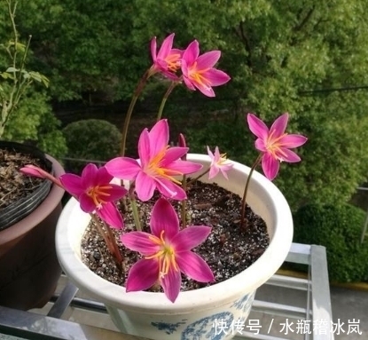 云南|一种适合夏季种植的盆栽植物,扔进土里不用管,20天开花爆盆