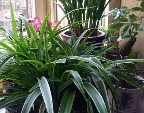  营养|吊兰，是喜阴还是喜光，很多人都弄反了，难怪养不好