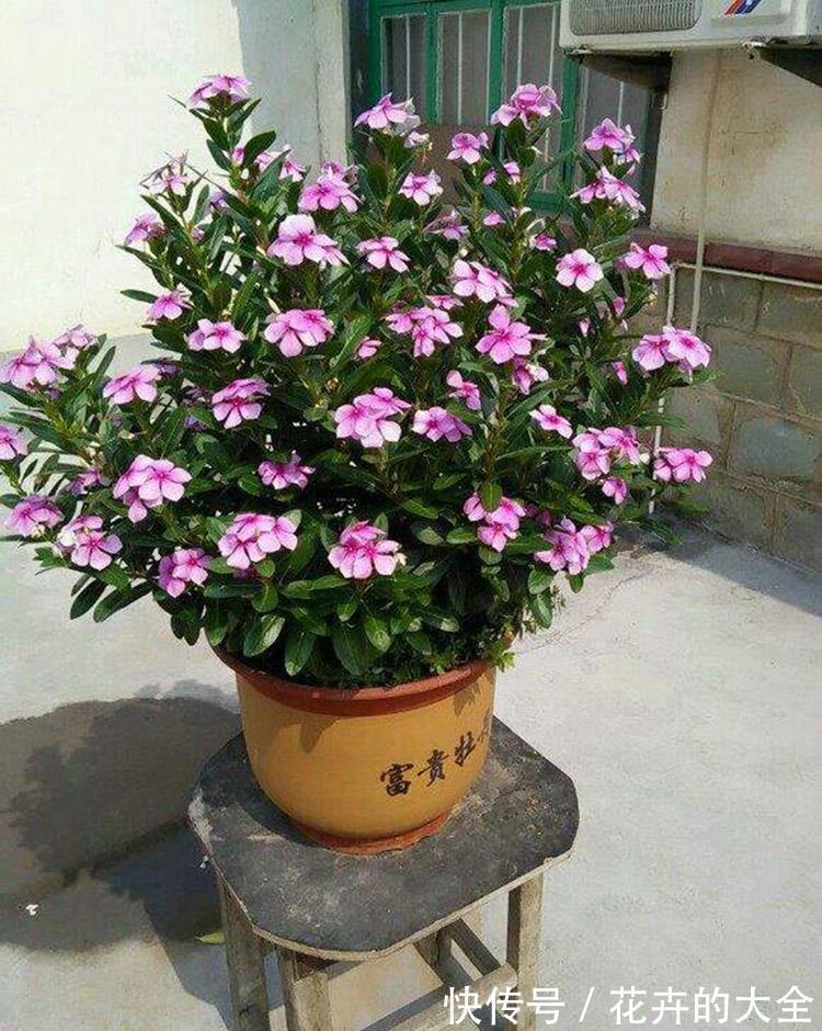不死鸟|什么花也养不活?3种“漂亮花”,爆盆速度让人“害怕”