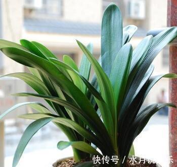 养君子兰,犯了2个错,不再整齐划一,歪七扭八太不像话