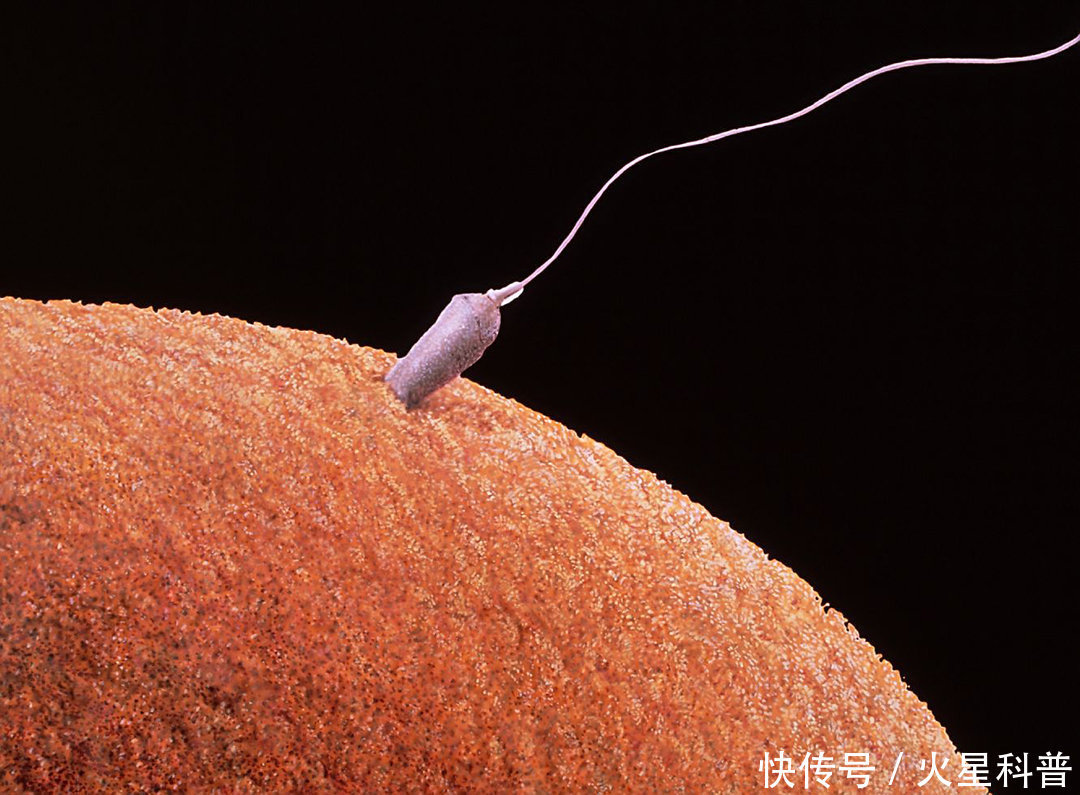 妊娠|男性也能妊娠?中国科学家给雄鼠移植子宫,生出10只后代