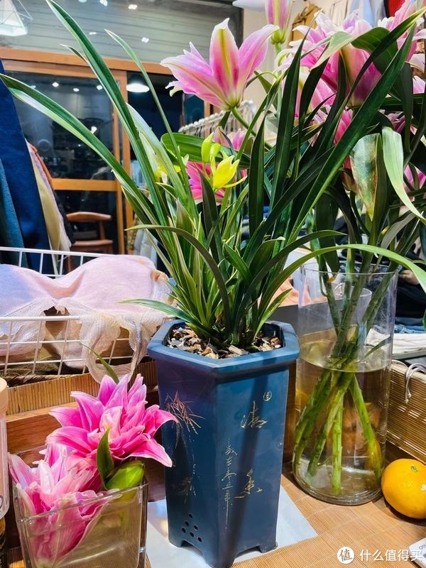 给兰花新手养护的一点心得