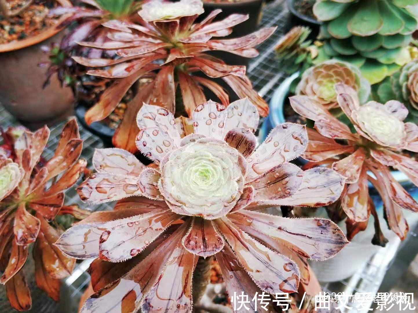 法师|多肉法师的叶片下翻?先判断是否休眠,再检查有没有其它的问题