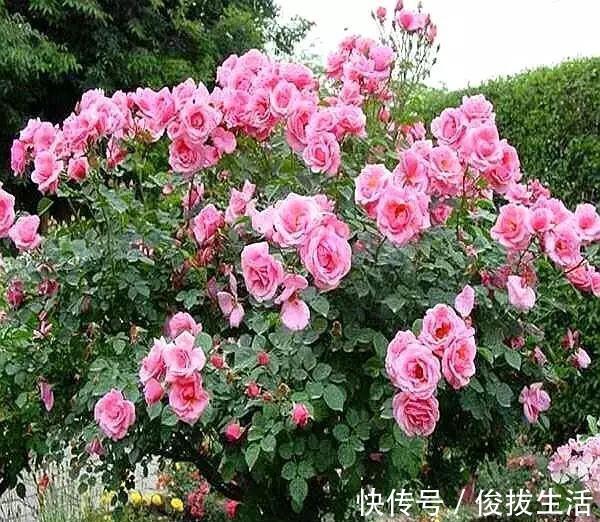 花树|杜鹃花,栀子花扔了吧养棵“花树”,能开花300天,见土就活