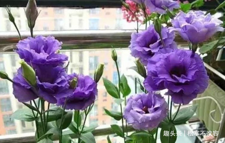 彩虹花|几种花旺宅、招财好兆头，寓意好又好养，谁养谁喜欢