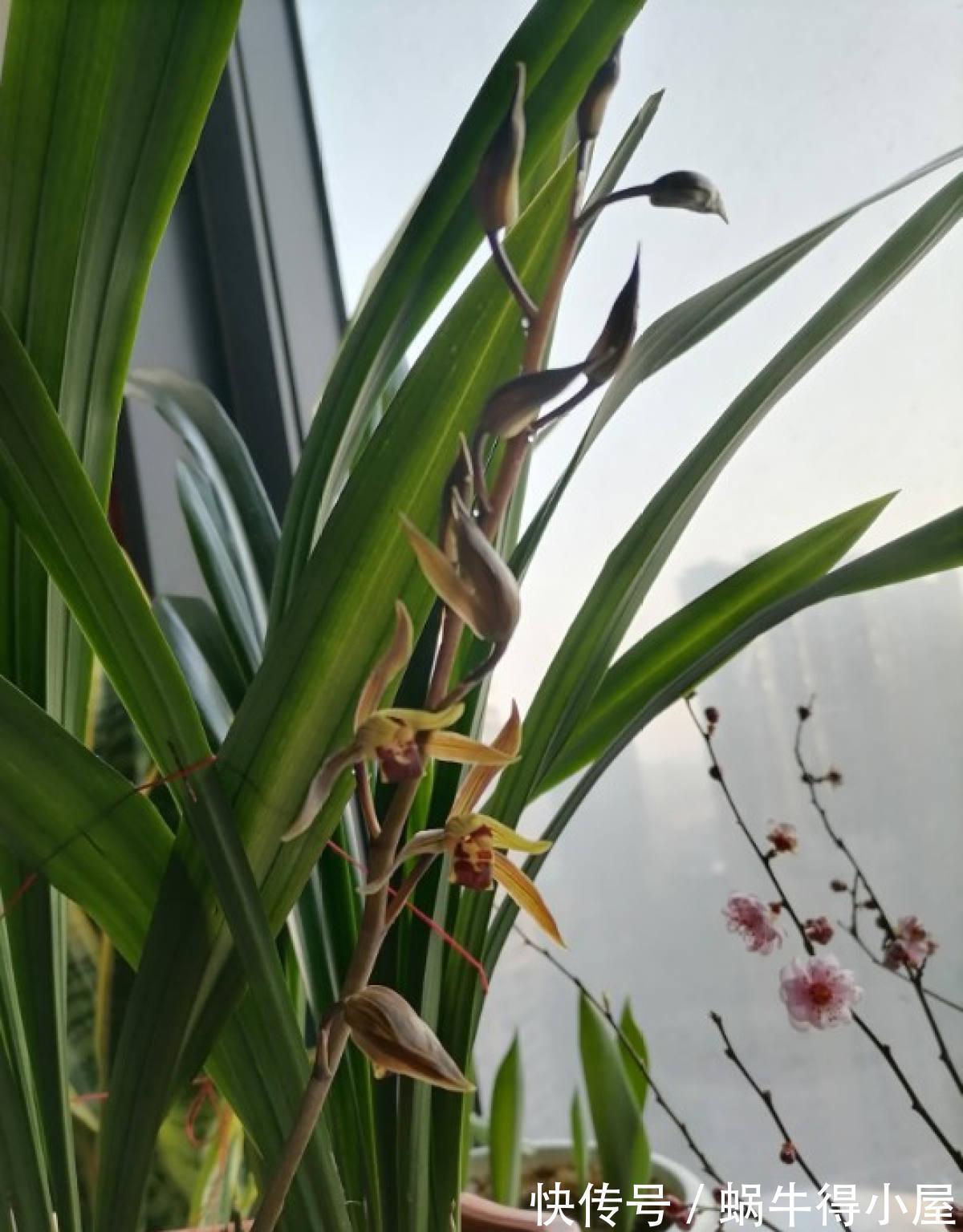 爷爷|养花还有鄙视链?养普货兰花被嘲笑,爷爷气的不打一处来
