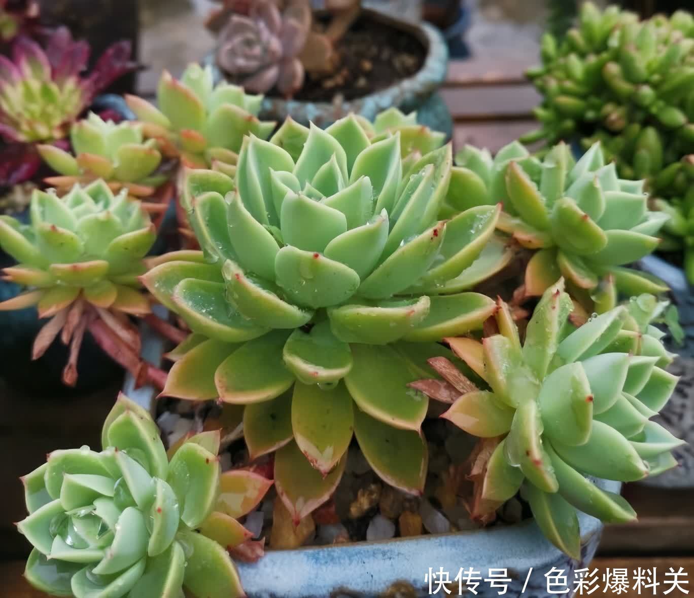 夏天|夏天,有4种花不能浇水多了,“控制浇水”才能状态更美