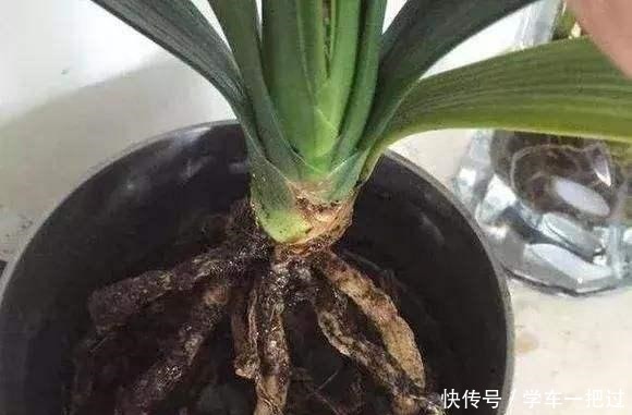 君子兰不见长，是僵苗还是养护不当教你“4招”，快速恢复活力！