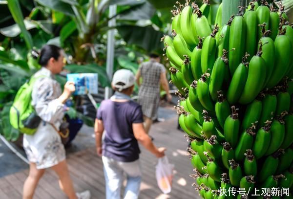 夏日|木瓜是定情之物，枇杷是乐器……夏日瓜果不只是“吃”那么简单