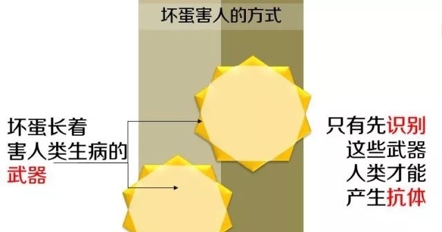 疫苗同时接种|「巾帼微课堂」关于打疫苗的时间，怎么打？同时打？分开打？推迟打？