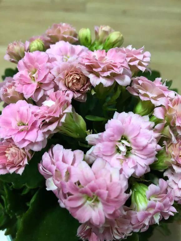 根系生长|6种花爱“喝酒吃醋”,半月来1勺,叶片浓绿滴油,狂开花!