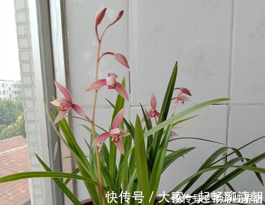 绿油|兰花夏季要断水，学会这样浇水，根系健壮，叶子绿油
