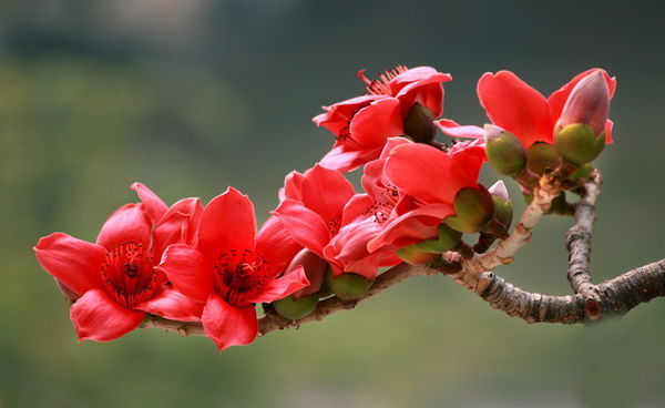 此花是英雄的花，也是珍惜来之不易的感情，是美好的象征