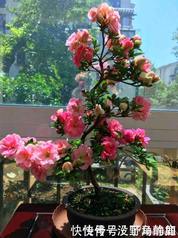 皋月杜鹃|比兰花还值得养的盆栽花,寿命长,越养越漂亮,越养越值钱