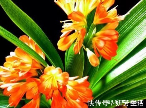 家养君子兰叶子总发黄这3个细节要做好，叶嫩花艳长势旺