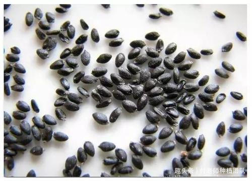 养花|能吃能观赏的火龙果,如何盆栽教你两招,来年还能吃上果实