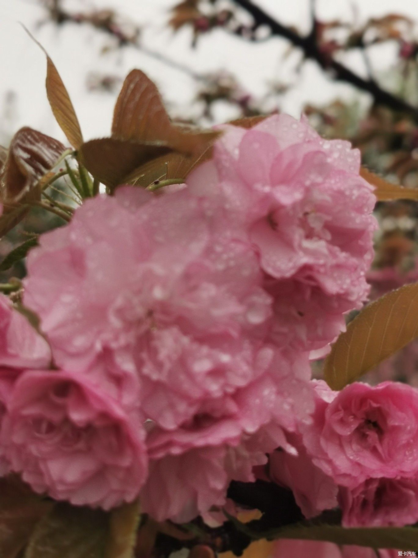 雨中盛开的樱花