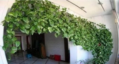 花卉|家里养花有讲究,3种花不能乱养,是大忌