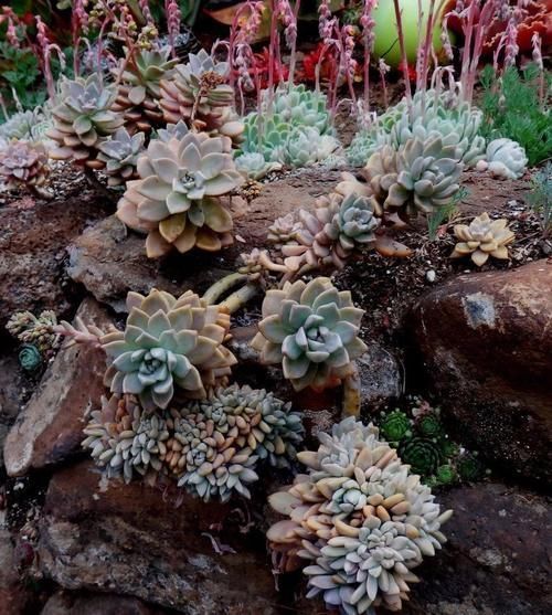 生根|养多肉,就养此“强悍”品种,掉片叶子就生根,房顶上也能长一片