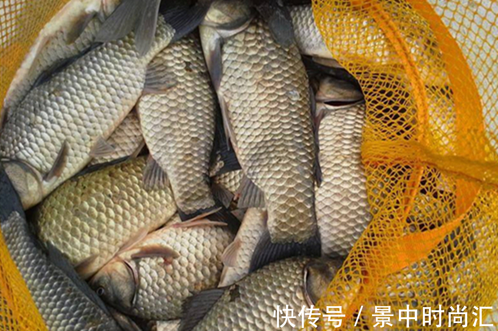 鱼口|野钓秘方:秋天用蚯蚓钓鲫鱼,最好增加2个步骤,咬钩量提升10倍