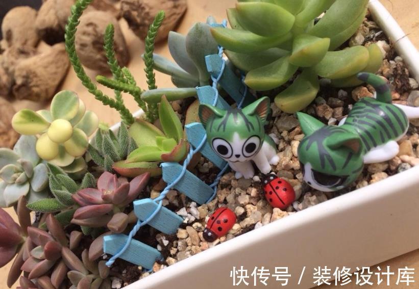 谨记|立秋前后，给多肉换盆，请谨记正确操作！