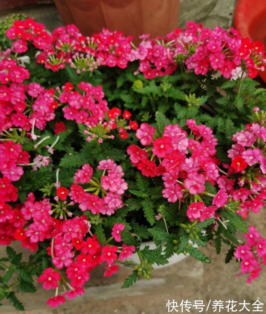 50种花春天播种,长满小院子,能开一整年