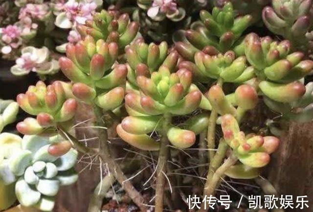 根系|多肉植物长出“小胡须”,表示植株“不健康”,花友们要明白!