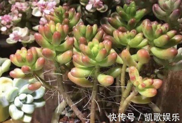 根系|多肉植物长出“小胡须”，表示植株“不健康”，花友们要明白！