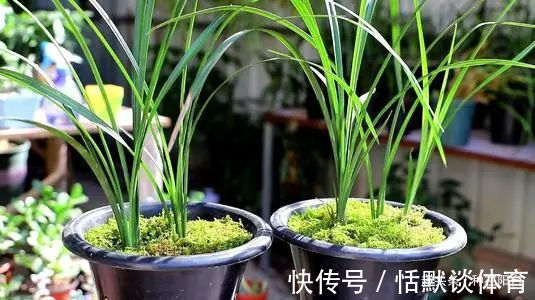 一窝兰花怎么分,既能分成单株,又能株株成活?不难,看秘笈!