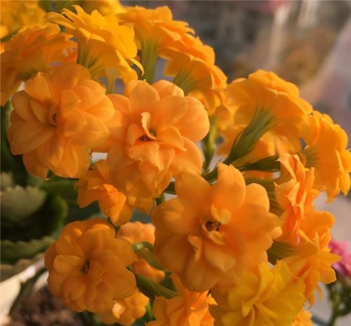 浇水|长寿花不现苞?直接“放大招”,花苞直冒,开花不断大半年