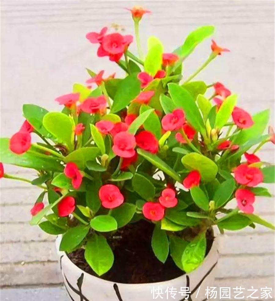 红掌|4种“漂亮花”,从年头开到年尾,耐旱又耐晒,一年赏花300天