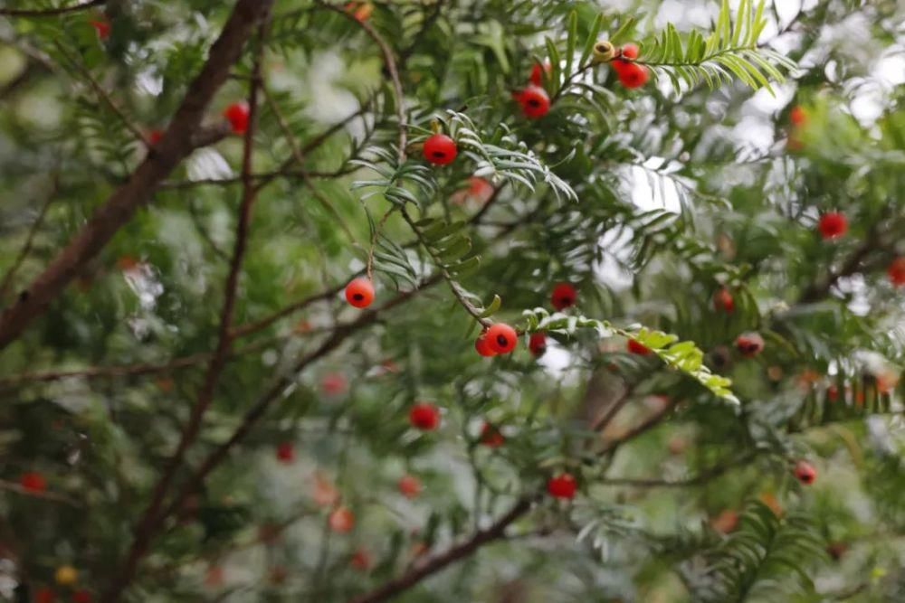 稽东十二景之红豆仙霞——追寻山野间的浪漫化身